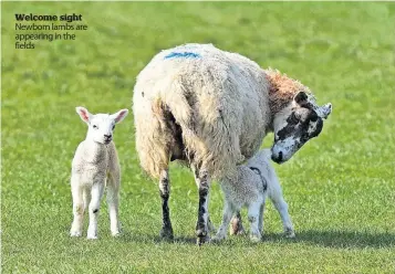  ?? ?? Welcome sight Newborn lambs are appearing in the fields