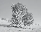  ?? DREAMSTIME ?? The Bristlecon­e pine, found in Great Basin National Park, can live to be 5,000 years old.