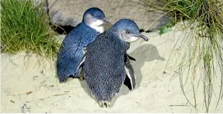  ?? JOHN BISSET/STUFF ?? There were 10 little blue penguin nests at Marine Parade, Caroline Bay during the previous summer.