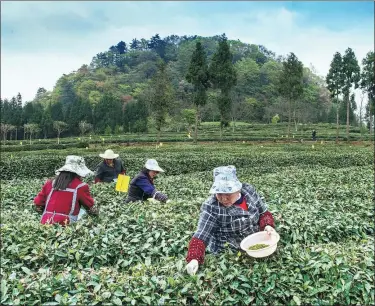  ?? PROVIDED TO CHINA DAILY ?? Farmers work in a tea plantation in Pingchang county, in Southwest China’s Sichuan province.