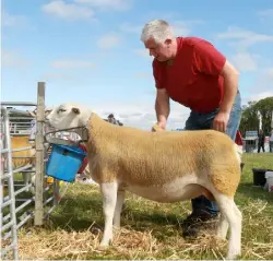  ??  ?? Thomas Kenny from Kilconnell showing his sheep at the Sheep 2018 exhibition.