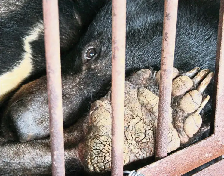  ?? Animals Asia ?? An Asiatic black bear squashed into a tiny cage in a bile factory in China. Its cracked paw pad is due to lack of use. —