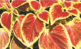  ?? CONTRIBUTE­D PHOTO ?? Plants that usually don’t survive our winters, like this variegated coleus, sometimes reseed and grow in spring depending on the location of the seeds, if there is a protective snow cover and how harsh the winter is.