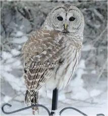  ??  LINDA COOKE ?? Barred Owls continue to move out of the woods as they search for small rodents. Some perch on bird feeders, watching for mice.