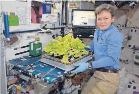  ?? [NASA VIA THE ASSOCIATED PRESS] ?? In this image posted to her Twitter feed on May 30, 2017, astronaut Peggy Whitson holds up Chinese cabbage grown in the Internatio­nal Space Station. During her third and latest mission, which began November 2016, the 57-year-old biochemist became the...