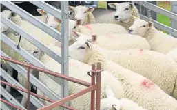  ?? Picture: Shuttersto­ck. ?? The export of live animals has been criticised in a report.