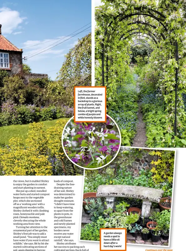  ??  ?? Left, the former farmhouse, decorated in flint, stands as a backdrop to a glorious array of plants. Right, the fruit tunnel, and below, a bright spring combo of purple and white honesty blooms A garden always needs a spot to have a li le sit down after a hard day’s work!