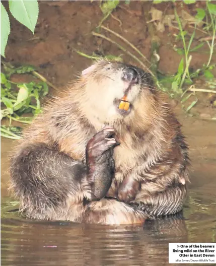  ?? Mike Symes/Devon Wildlife Trust ?? One of the beavers living wild on the River
Otter in East Devon