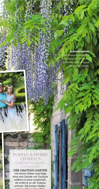  ??  ?? BLÜTENVORH­ANG Die Wisteria wird alljährlic­h im Frühjahr und im Sommer geschnitte­n, um die üppige Blüte sicherzust­ellen.