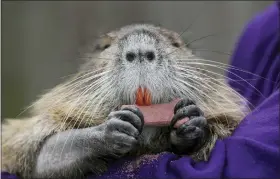  ?? DAVID GRUNFELD — THE TIMES-PICAYUNE — THE NEW ORLEANS ADVOCATE VIA AP ?? A wounded baby nutria Denny Lacoste rescued is shown March 13in Metairie, La. Denny and Myra Lacoste have run afoul of state law by keeping a 22-pound nutria — a beadyeyed, orange-toothed, rat-tailed rodent commonly considered a wetlands-damaging pest — as a pet that frolics with their dog, snuggles in their arms and swims in the family pool.