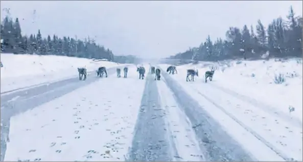  ?? THE CANADIAN PRESS/HO, JASON WHITE ?? Caribou are seen on a highway near Dear Lake, N.L., on Thursday. A Newfoundla­nd man is wondering if he had a close encounter of the Santa kind after spotting what appeared to be Santa’s reindeer on the highway. Jason White says the herd of about a dozen caribou were stopped on the Trans-Canada Highway near Deer Lake Thursday morning.