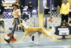  ?? Turley Photograph­y ?? Snapple the Saluki won the Best in Show Award at last weekend’s Western Pennsylvan­ia Kennel Associatio­n show.