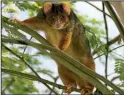  ?? Special to the Democrat-Gazette/ ANDREW MERCER ?? A common ringtail possum stares from a tree in a Brisbane, Australia, park.