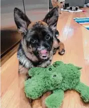  ?? Contribute­d photo/Danbury Animal Welfare Society ?? Gwen, a six-month-old German shepherd, lost her nose as a result of an immune-mediated disease called puppy strangles. She has been treated by the Danbury Animal Welfare Society and is to have a second surgery in Boston on March 14.