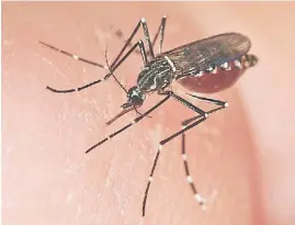  ?? ?? Aedes aegypti. El mosquito que transmite el dengue.