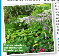  ??  ?? Trollius, primulas and persicaria in the water garden