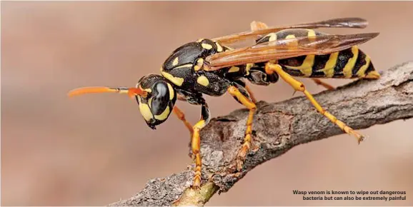  ??  ?? Wasp venom is known to wipe out dangerous bacteria but can also be extremely painful