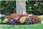  ??  ?? Mass planting of Coleus under large tree for smaller dramatic groundcove­r