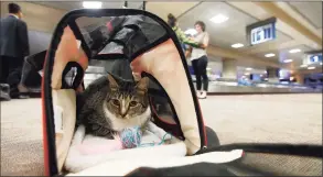  ?? Ross D. Franklin / Associated Press file photo ?? Oscar the cat, who is not a service animal, sits in his carry-on travel bag after arriving at Phoenix Sky Harbor Internatio­nal Airport in Phoenix in 2017. Industry officials believe that hundreds of thousands of passengers scam the system each year by claiming they need their pet for emotional support. Those people avoid airline pet fees, which Oscar’s owners paid.