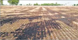  ?? HT PHOTO ?? A field set on fire in Bathinda on Sunday.