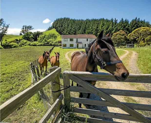  ??  ?? Horses at Robert Lewis’ property in in Kaitoke, near Whanganui. Lewis, pictured left, has been accused of neglecting horses.
