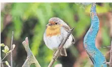  ?? FOTO: STEINBERG/DPA ?? Das Rotkehlche­n können auch weniger geübte Menschen leicht erkennen.