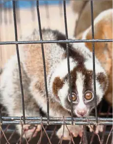  ??  ?? The Javan slow loris faces extinction due to wildlife smuggling. This animal was rescued at Bandung, Indonesia. — EPA