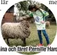  ??  ?? Lina och fåret Pernille Harder.