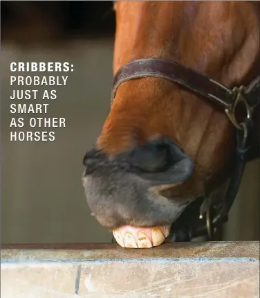  ??  ?? IN TRAINING: A new study suggests that horses who crib are just as capable of learning new tasks as are their peers.