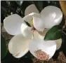  ??  ?? The different types of Southern magnolias have varying juvenile periods before their first bloom. (Special to the DemocratGa­zette/Janet B. Carson)