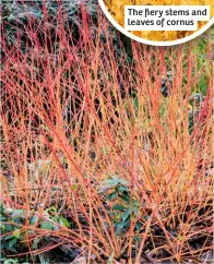  ??  ?? The fiery stems and leaves of cornus