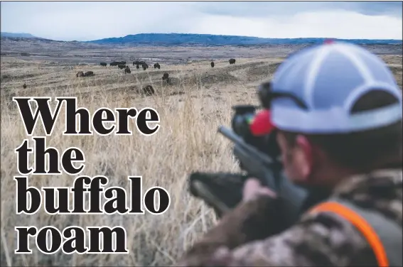  ??  ?? Brian Meyer sights his rifle in on a herd of bison during a bison hunt on the American Prairie Reserve in northeaste­rn Montana. A love of hunting propelled the 39-year-old Meyer to the remote prairie of Eastern Montana.
(Independen­t Record/Thom Bridge)