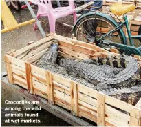  ??  ?? Crocodiles are among the wild animals found at wet markets.
MARK CARWARDINE wildlifele­tters@immediate.co.uk