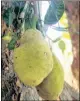  ??  ?? Widely used in Indian cooking, the jackfruit is the national fruit of Bangladesh.