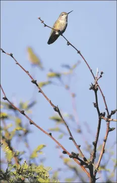  ?? ASSOCIATED PRESS ?? THIS UNDATED PHOTO SHOWS a hummingbir­d perched on a tree in Sierra Vista, Ariz. Often affectiona­tely called “the hummingbir­d capital,” the city of Sierra Vista wants to make the nickname official.