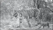  ?? ?? Camera traps at the forest captured the images of the tigress T-63 with her cubs on Saturday.