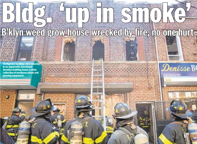  ??  ?? Firefighte­rs tackling a fire Saturday in an apparently abandoned Brooklyn building found a whole collection of marijuana plants and growing equipment.