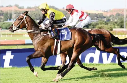  ??  ?? DISTANCE CHANGE. Doing It For Dan has been taking on the best sprinters in the country so he should see off some weaker opposition in Race 5 at the Vaal tomorrow, despite trying 1200m for the first time.