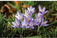  ?? FOTO: ANDREAS ARNOLD/DPA ?? Krokusse, die im Frühling blühen sollen, können ab September gepflanzt werden – herbstblüh­ende können ab August ins Erdreich.