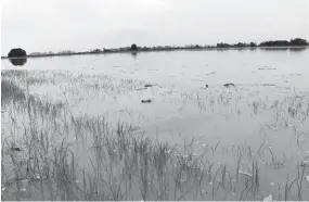  ??  ?? CULTIVOS. Cientos de hectáreas de arroz se han afectado por la creciente.