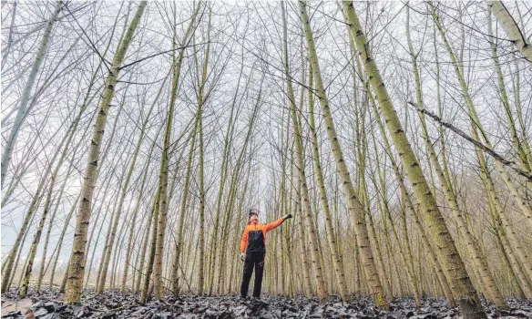  ?? FOTO: DPA ?? Landwirt Gerhard Stix steht in seinem Energiewal­d mit Pappeln. Mit dem Preistief in den vergangene­n drei Jahren stagniert die Anbaufläch­e für Pappeln, Weiden, Robinien und Aspen – Baumarten, die wegen ihres rasanten Wachstums in kurzer Zeit große Mengen CO2 binden.