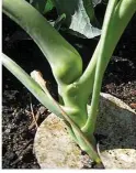  ??  ?? Broccoli is termed ‘blind’ when it fails to develop a proper head