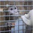  ?? FOTO: DPA ?? Die Rhesus-Affen seien zu spät eingeschlä­fert worden, lautet der Vorwurf.