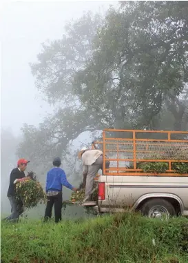  ?? ANDRÉS LOBATO ?? Lluvias y bajas temperatur­as causaron el alza.