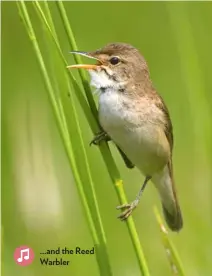  ??  ?? ...and the Reed Warbler