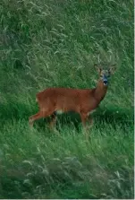  ?? ?? Al spots a roebuck in the corner of the field but wisely decides not to take the shot just yet