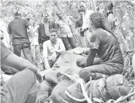  ??  ?? KEADAAN anak gajah ketika ditemukan dengan luka di bahagian kaki.