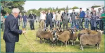  ??  ?? A judge casts a practised eye over a fine flock in one of the show’s sheep
sections