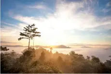  ??  ?? Danum Valley, Sabah.As we welcome Earth Day today, this year’s theme of “Restore Our Earth” should resonate with all of us - individual­s, societies, corporates and government­s. - Photo credit: WWF-Malaysia/Lee Shan Khee