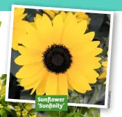  ??  ?? Sunflower ‘Sunfinity’